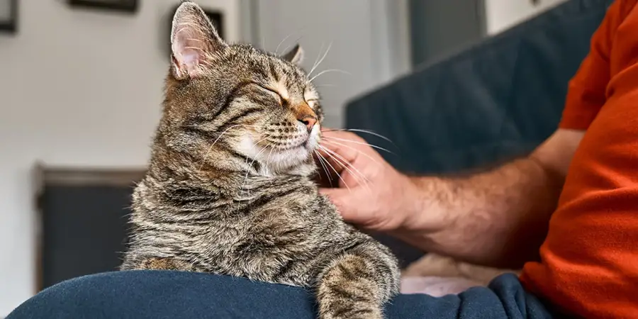 10 Surprising Ways Cats Show They Love You
