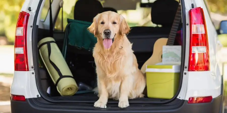 Pet-Friendly Travel Tips and Guides for Trips with Dogs or Cats in India