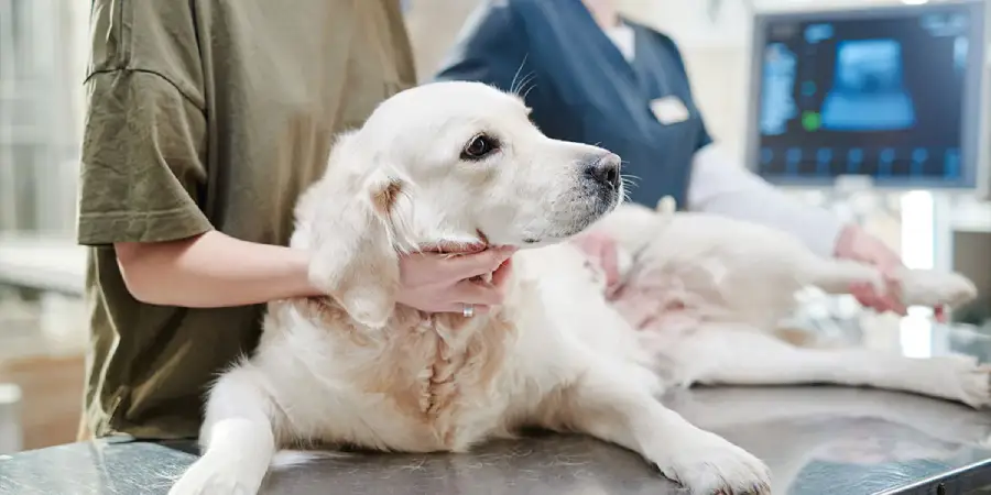 Pet Health Tips: Preventing Illnesses, Dealing with Allergies & Staying Safe During Seasonal Changes