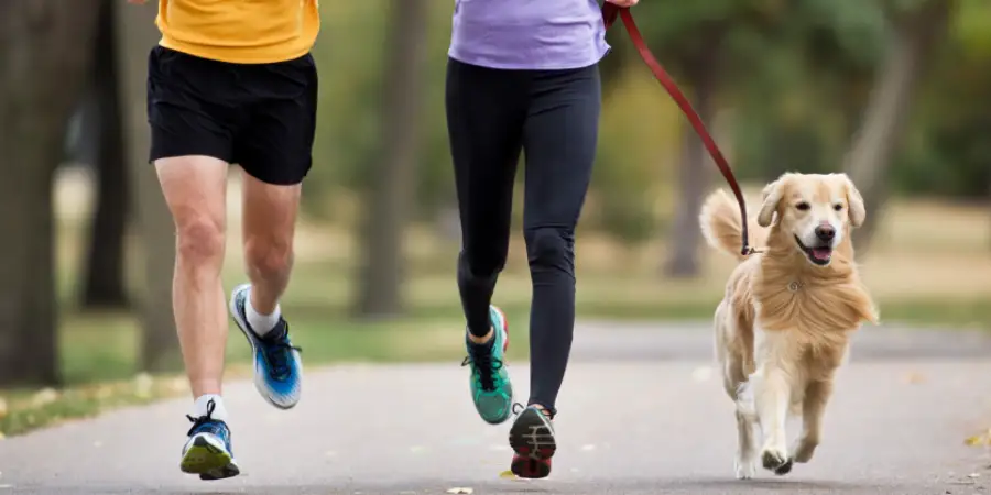 The Best Exercise Routines for Active Dogs: Keep Your Dog Fit & Happy