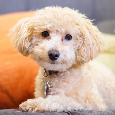 Bichonpoo puppy price in India