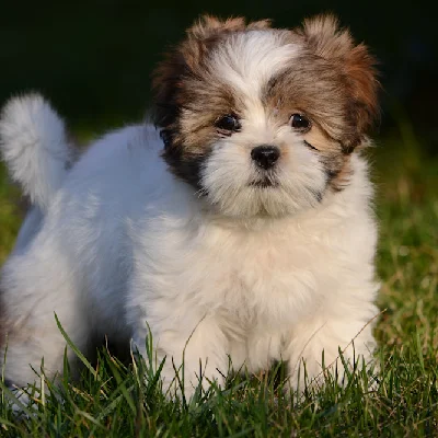Lhasapoo puppy price in India