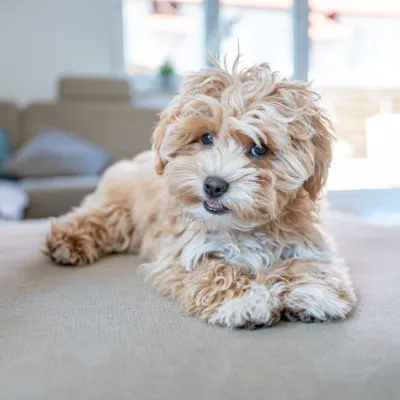 Buy Maltipoo  Puppies For Sale In Mumbai