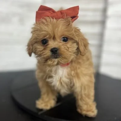 Peekapoo puppy price in India