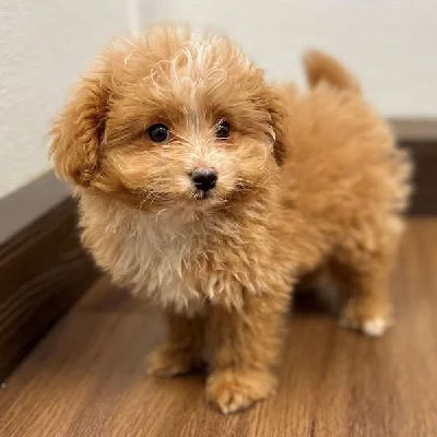 Pomapoo puppy price in India