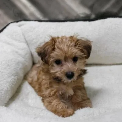 Yorkiepoo puppy price in India
