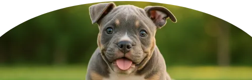 Beagle Price in Ranchi | Beagle Puppies for sale in Ranchi