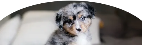 Beagle Price in Ranchi | Beagle Puppies for sale in Ranchi