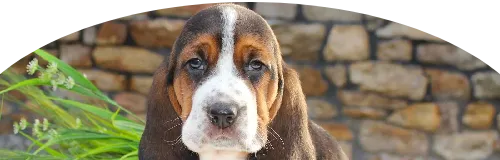 Beagle Price in Ranchi | Beagle Puppies for sale in Ranchi