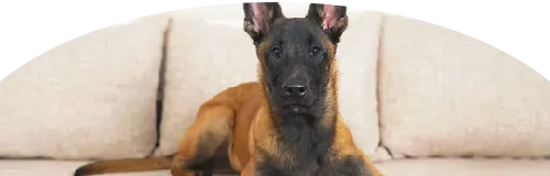 Beagle Price in Ranchi | Beagle Puppies for sale in Ranchi