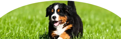 Beagle Price in Ranchi | Beagle Puppies for sale in Ranchi