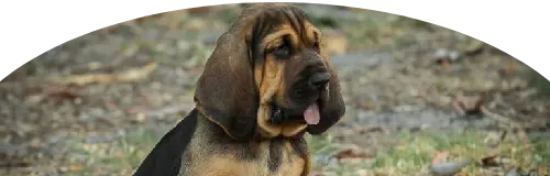 Beagle Price in Ranchi | Beagle Puppies for sale in Ranchi