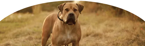 Beagle Price in Ranchi | Beagle Puppies for sale in Ranchi