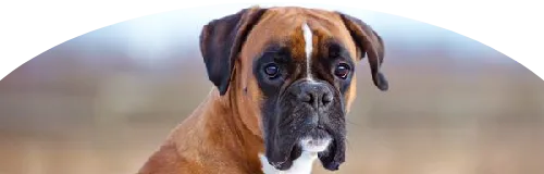 Beagle Price in Ranchi | Beagle Puppies for sale in Ranchi