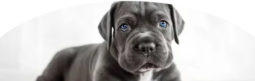 Beagle Price in Ranchi | Beagle Puppies for sale in Ranchi