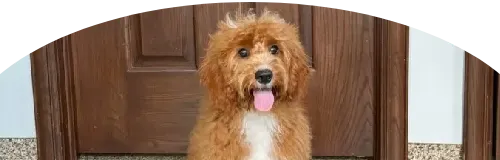 Beagle Price in Ranchi | Beagle Puppies for sale in Ranchi