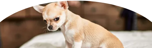 Beagle Price in Ranchi | Beagle Puppies for sale in Ranchi