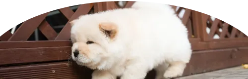 Beagle Price in Ranchi | Beagle Puppies for sale in Ranchi