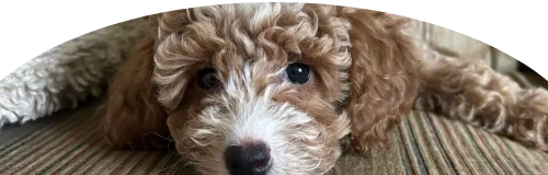 Cockapoo Price in Ranchi | Cockapoo Puppies for sale in Ranchi