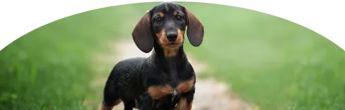 Beagle Price in Ranchi | Beagle Puppies for sale in Ranchi