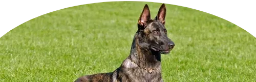 Beagle Price in Ranchi | Beagle Puppies for sale in Ranchi