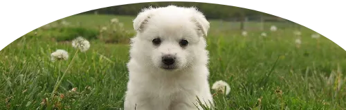 Beagle Price in Ranchi | Beagle Puppies for sale in Ranchi