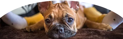 Beagle Price in Ranchi | Beagle Puppies for sale in Ranchi