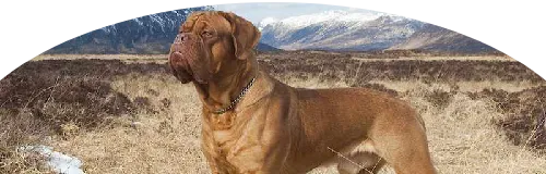 Beagle Price in Ranchi | Beagle Puppies for sale in Ranchi