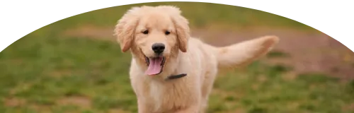 Beagle Price in Ranchi | Beagle Puppies for sale in Ranchi