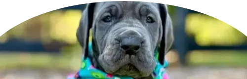 Beagle Price in Ranchi | Beagle Puppies for sale in Ranchi