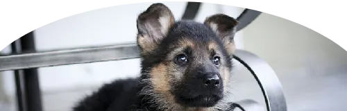 Beagle Price in Ranchi | Beagle Puppies for sale in Ranchi