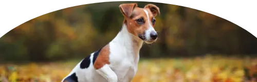 Beagle Price in Ranchi | Beagle Puppies for sale in Ranchi