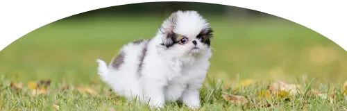 Beagle Price in Ranchi | Beagle Puppies for sale in Ranchi