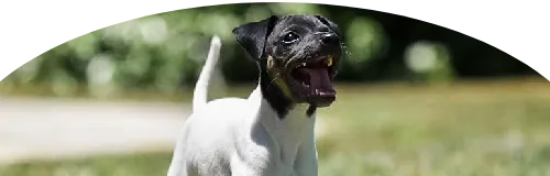 Beagle Price in Ranchi | Beagle Puppies for sale in Ranchi