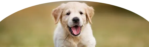 Beagle Price in Ranchi | Beagle Puppies for sale in Ranchi