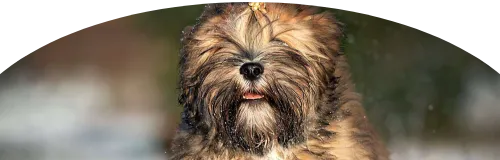 Beagle Price in Ranchi | Beagle Puppies for sale in Ranchi