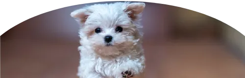 Beagle Price in Ranchi | Beagle Puppies for sale in Ranchi