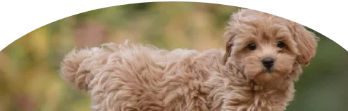 Maltipoo Price in Ranchi | Maltipoo Puppies for sale in Ranchi