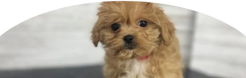 Beagle Price in Ranchi | Beagle Puppies for sale in Ranchi