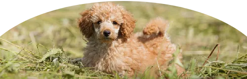 Beagle Price in Ranchi | Beagle Puppies for sale in Ranchi