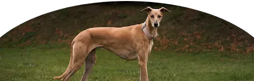 Beagle Price in Ranchi | Beagle Puppies for sale in Ranchi