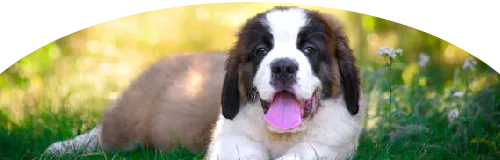 Beagle Price in Ranchi | Beagle Puppies for sale in Ranchi