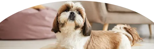 Beagle Price in Ranchi | Beagle Puppies for sale in Ranchi