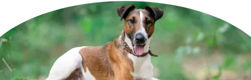 Beagle Price in Ranchi | Beagle Puppies for sale in Ranchi