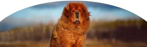 Beagle Price in Ranchi | Beagle Puppies for sale in Ranchi