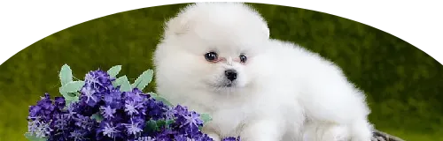 Beagle Price in Ranchi | Beagle Puppies for sale in Ranchi