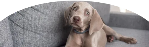 Beagle Price in Ranchi | Beagle Puppies for sale in Ranchi