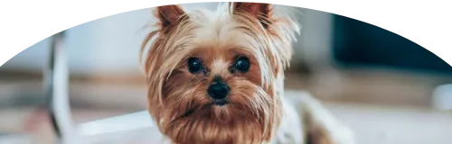 Beagle Price in Ranchi | Beagle Puppies for sale in Ranchi