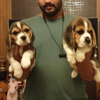 Beagle Price in Chennai | Beagle Puppies for sale in Chennai