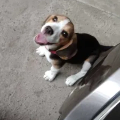 Beagle Price in Indore | Beagle Puppies for sale in Indore
